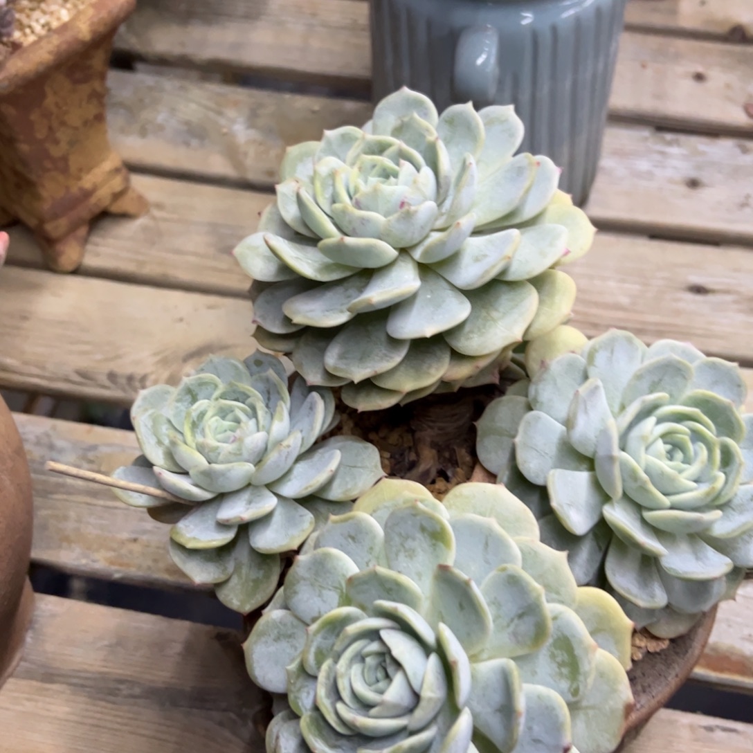 劳林28 零零多肉植物