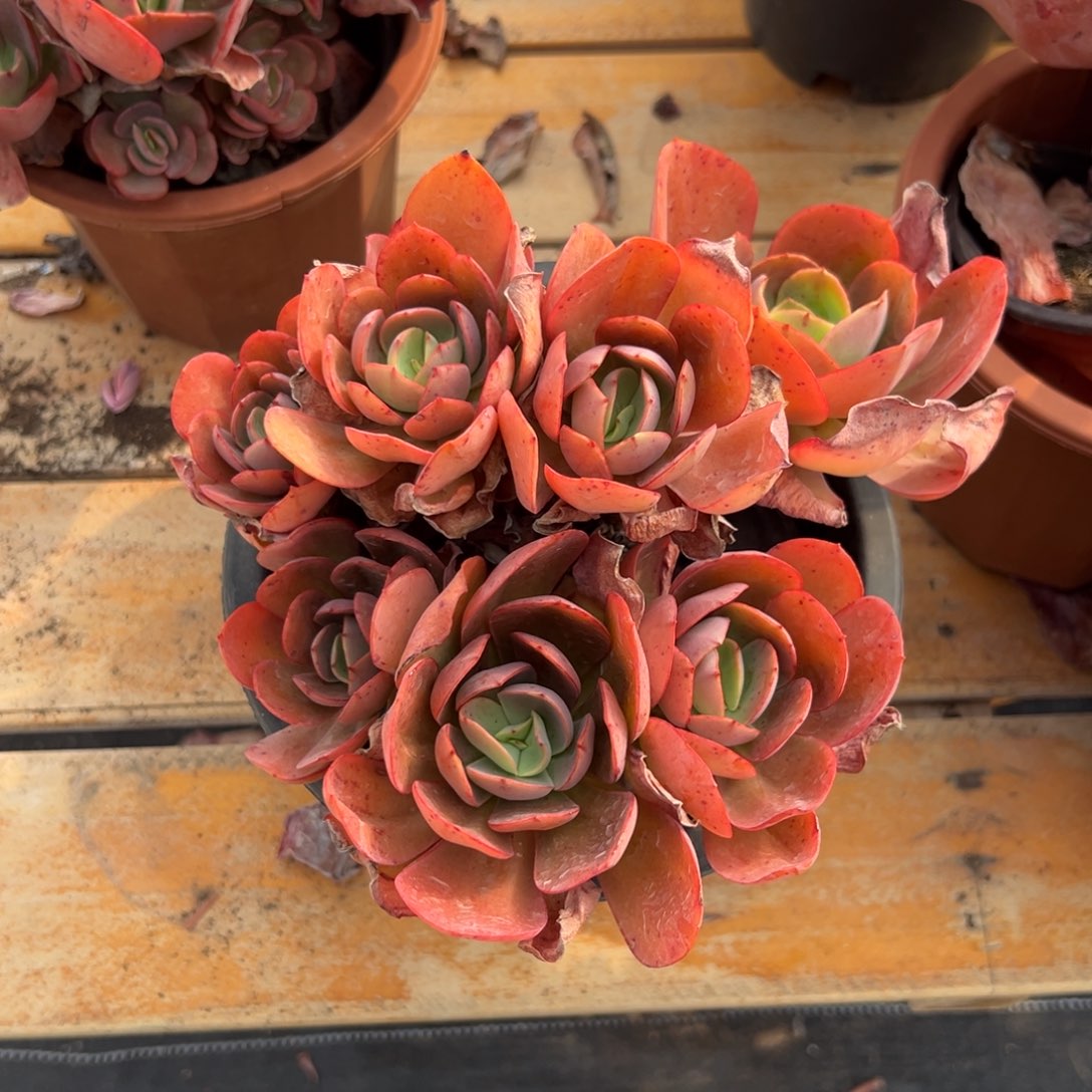 多肉初吻【非偏远满18包邮】