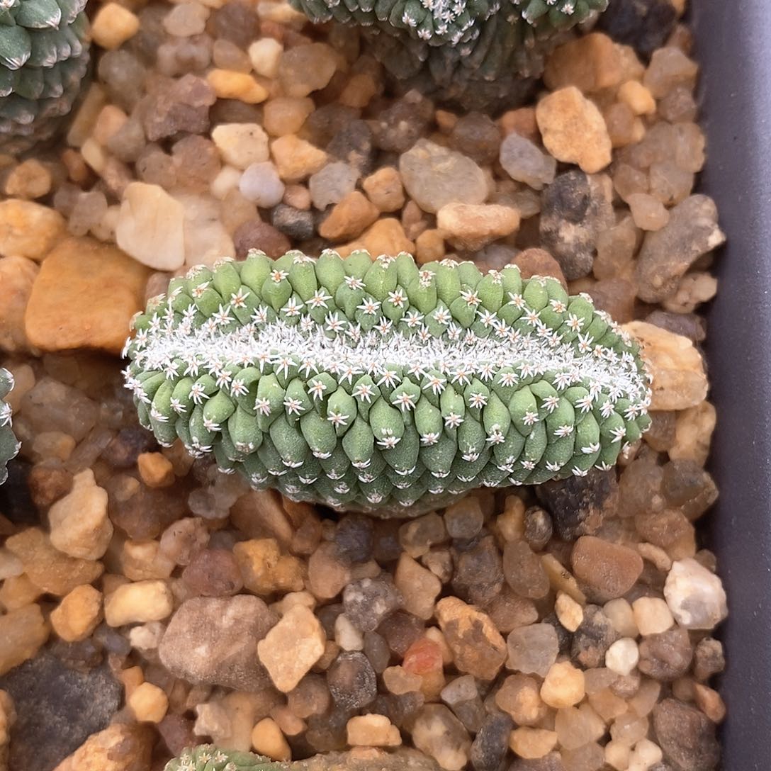 菊水缀化实生4.3公分