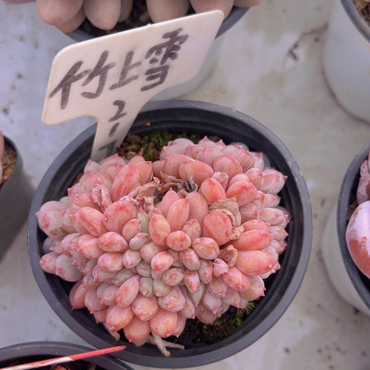 健健康康平平安安