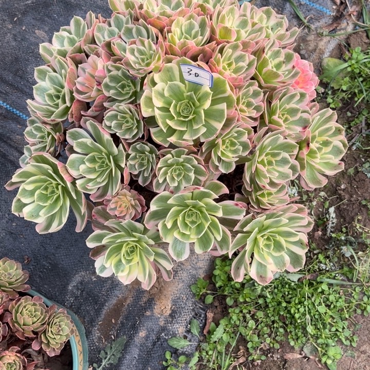 30女郎多肉植物法师