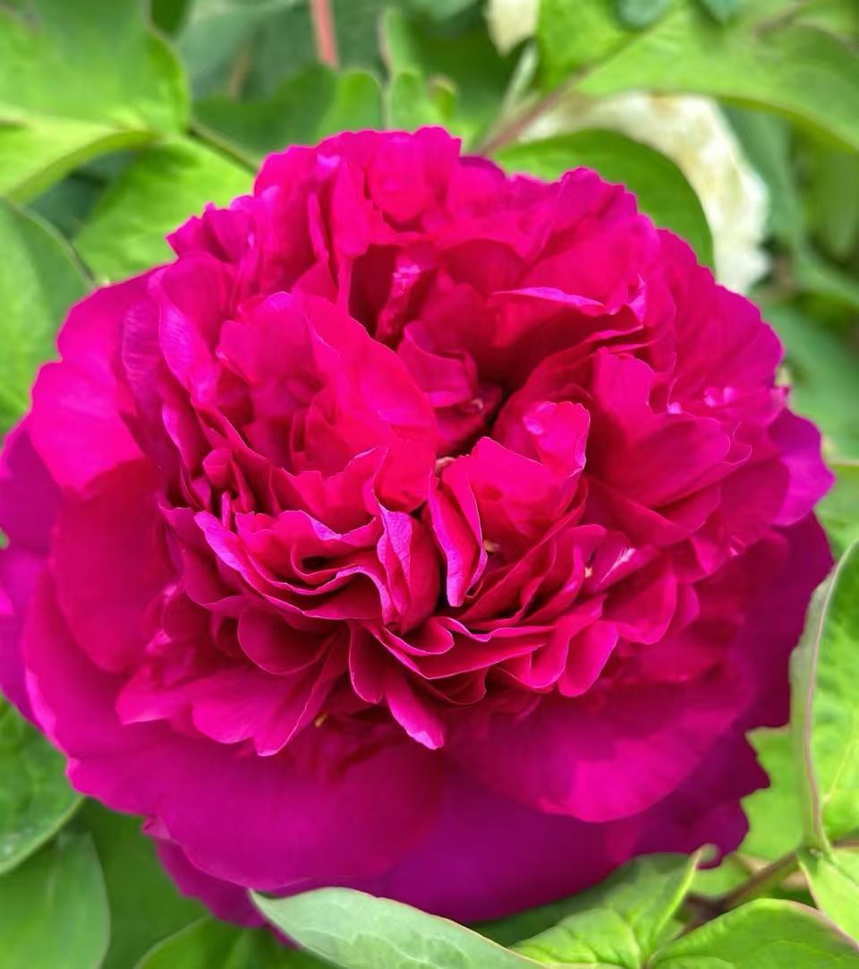 9月29牡丹一年苗福利专属链接(首案红)