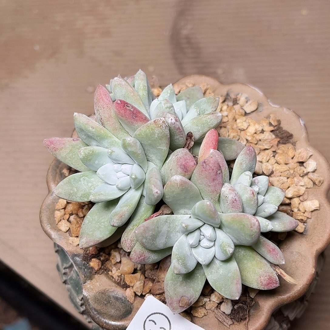 白姆多肉2788多肉