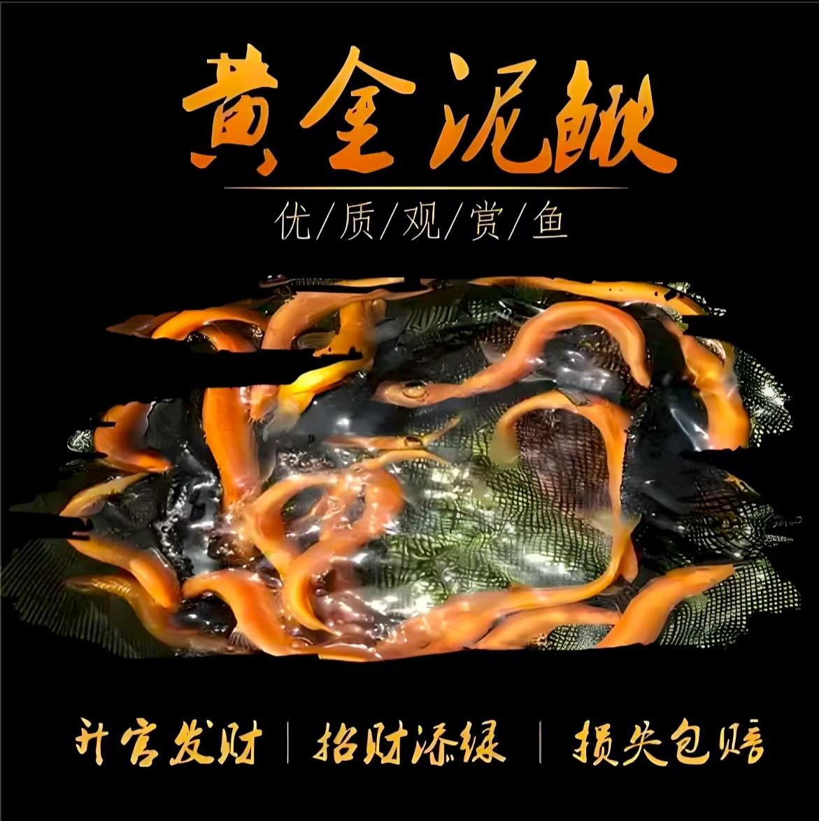 黄金金鱼泥鳅 易养不打氧 清理鱼缸残渣 让鱼缸更干净 新手好养