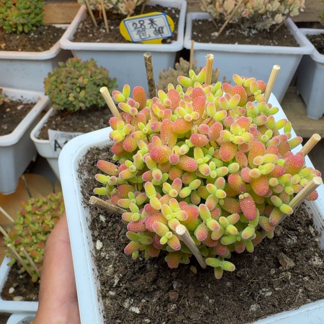 蜜橘糖球 一物一拍