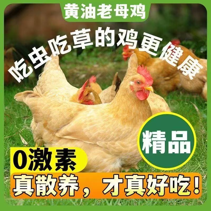 黄河边农家散养正宗黄油老母鸡山林土鸡京东顺丰冷链