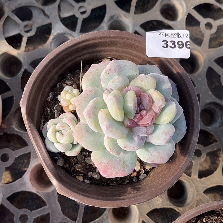 阿雅园艺。        3396