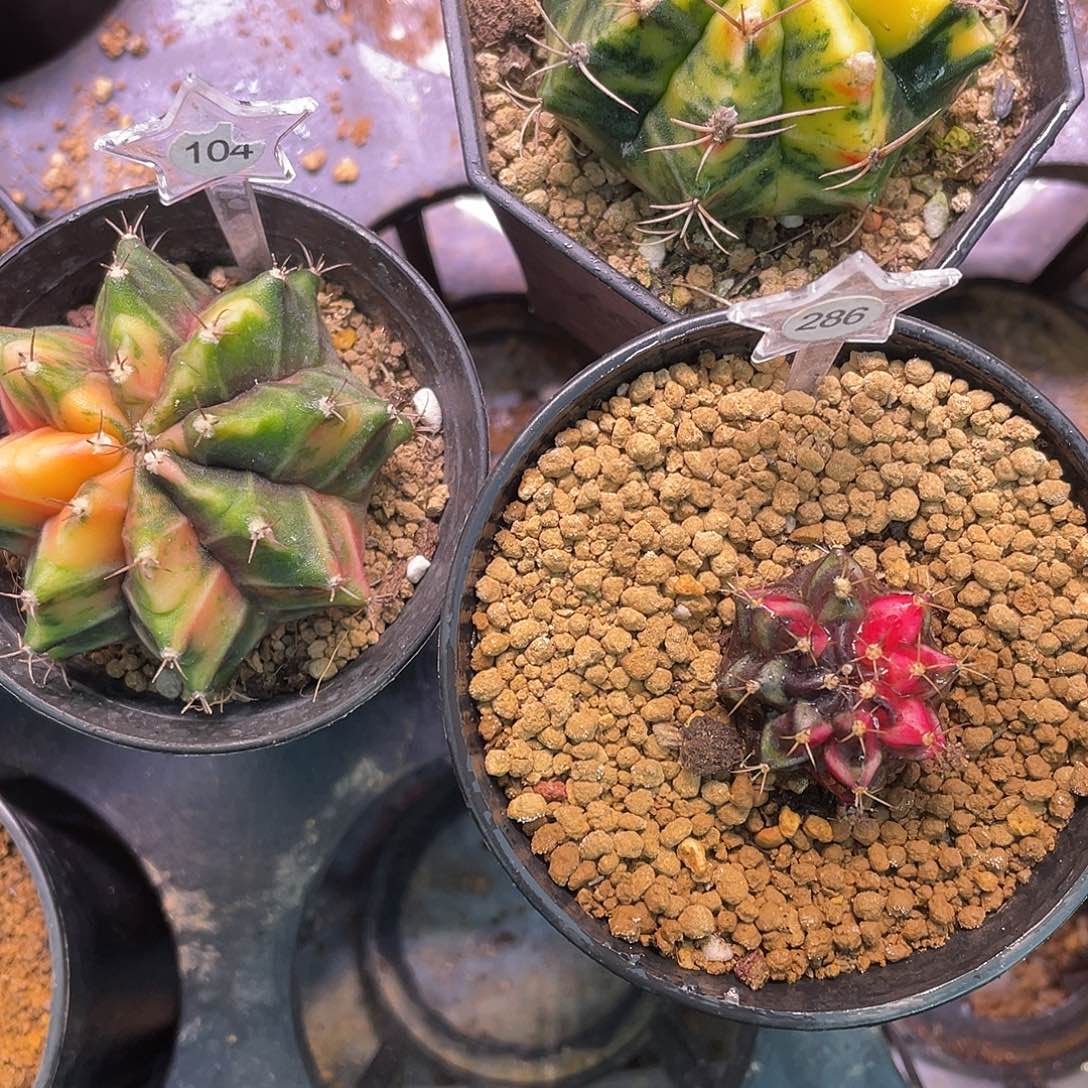 用***01-157号104号286号图片三颗