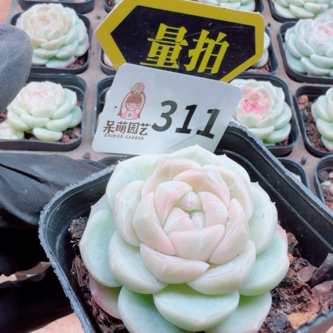 多肉植物多肉植物