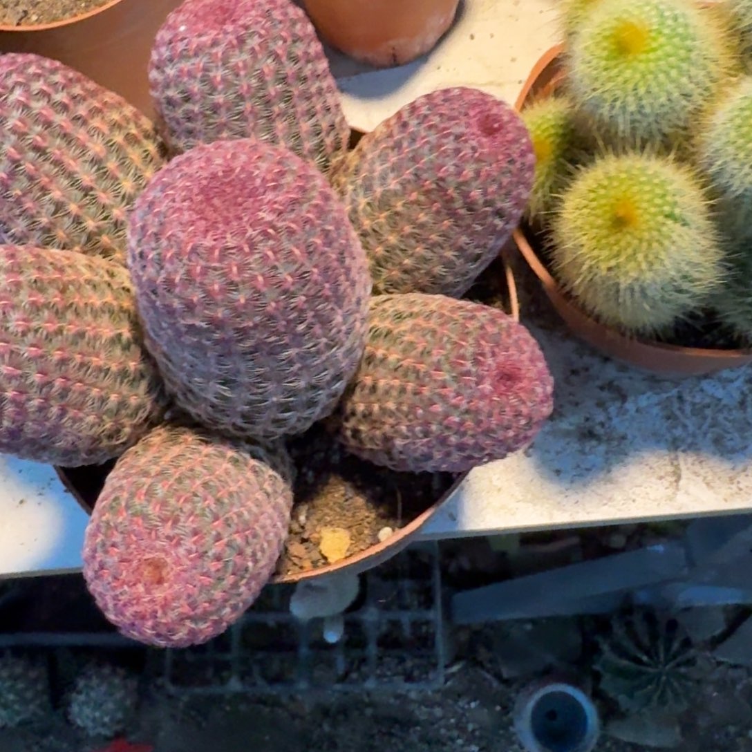 真***萱可口可乐了可口可乐