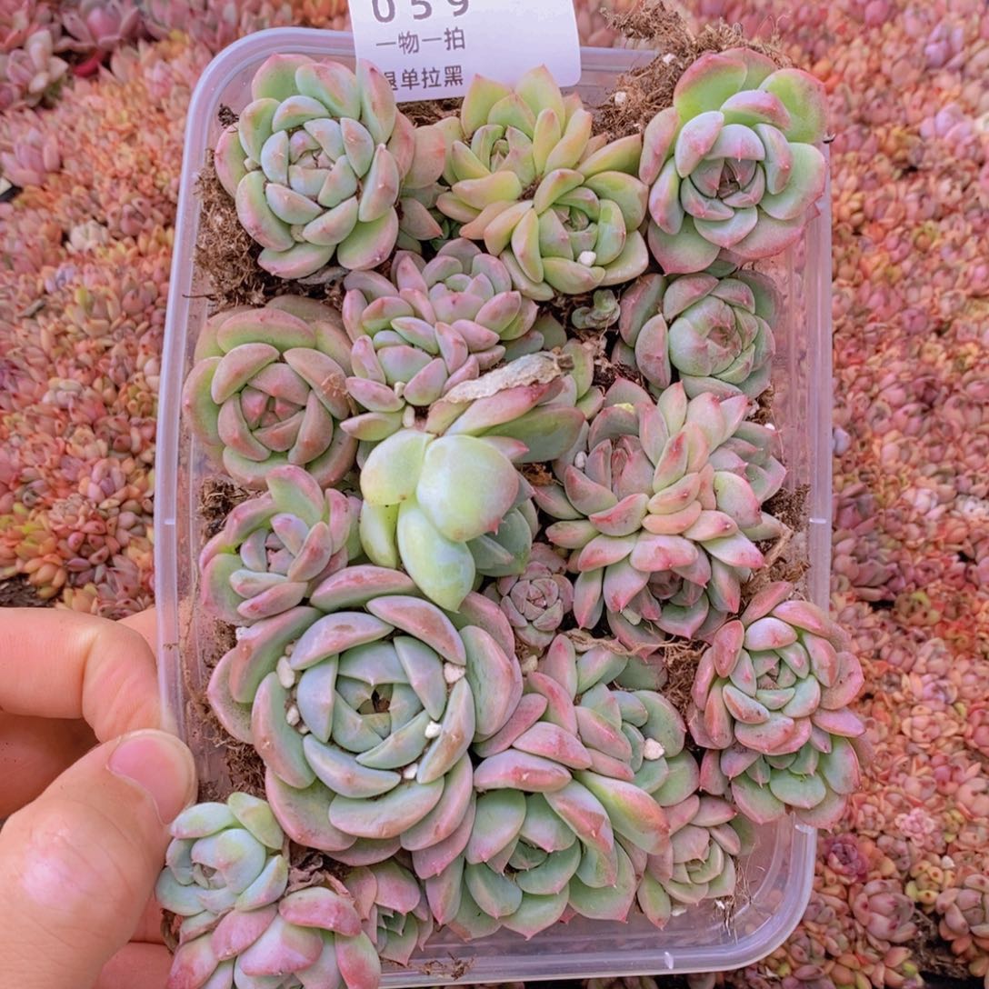 59多肉一物一拍链接