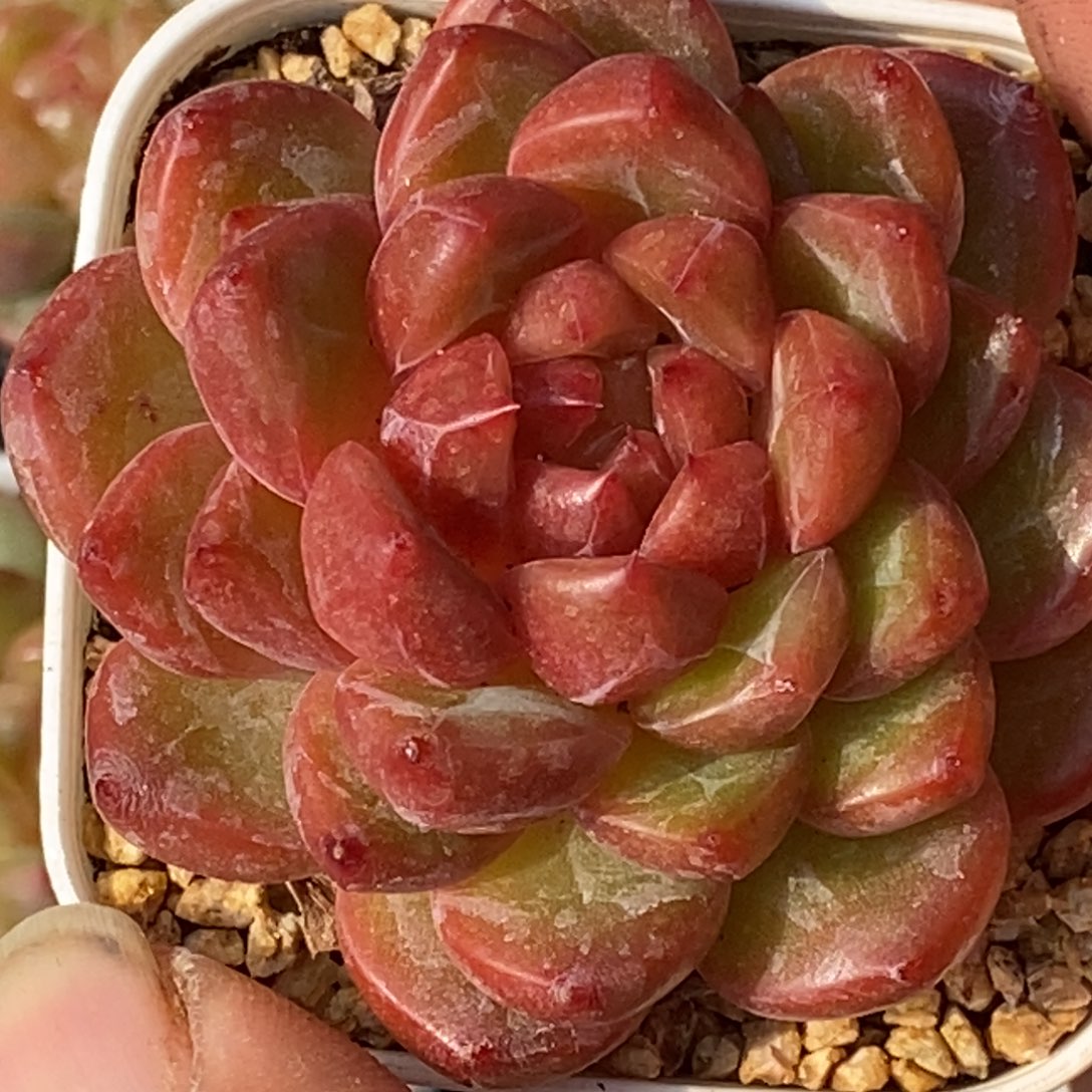 天官赐福百无禁忌