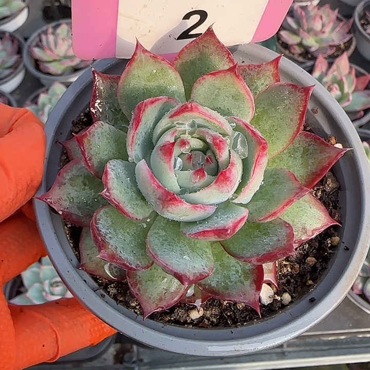 2 惊鸿仙子多肉植物6-9cm