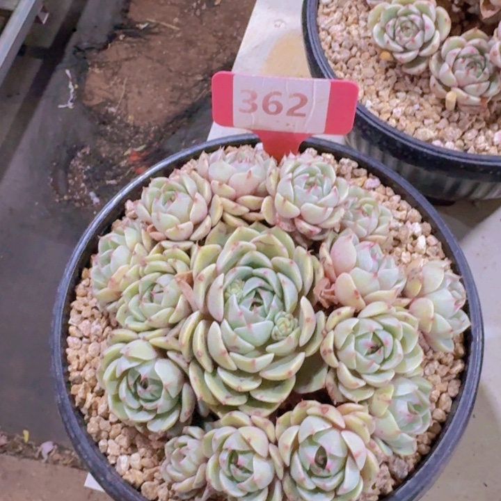 健健康康平平安安