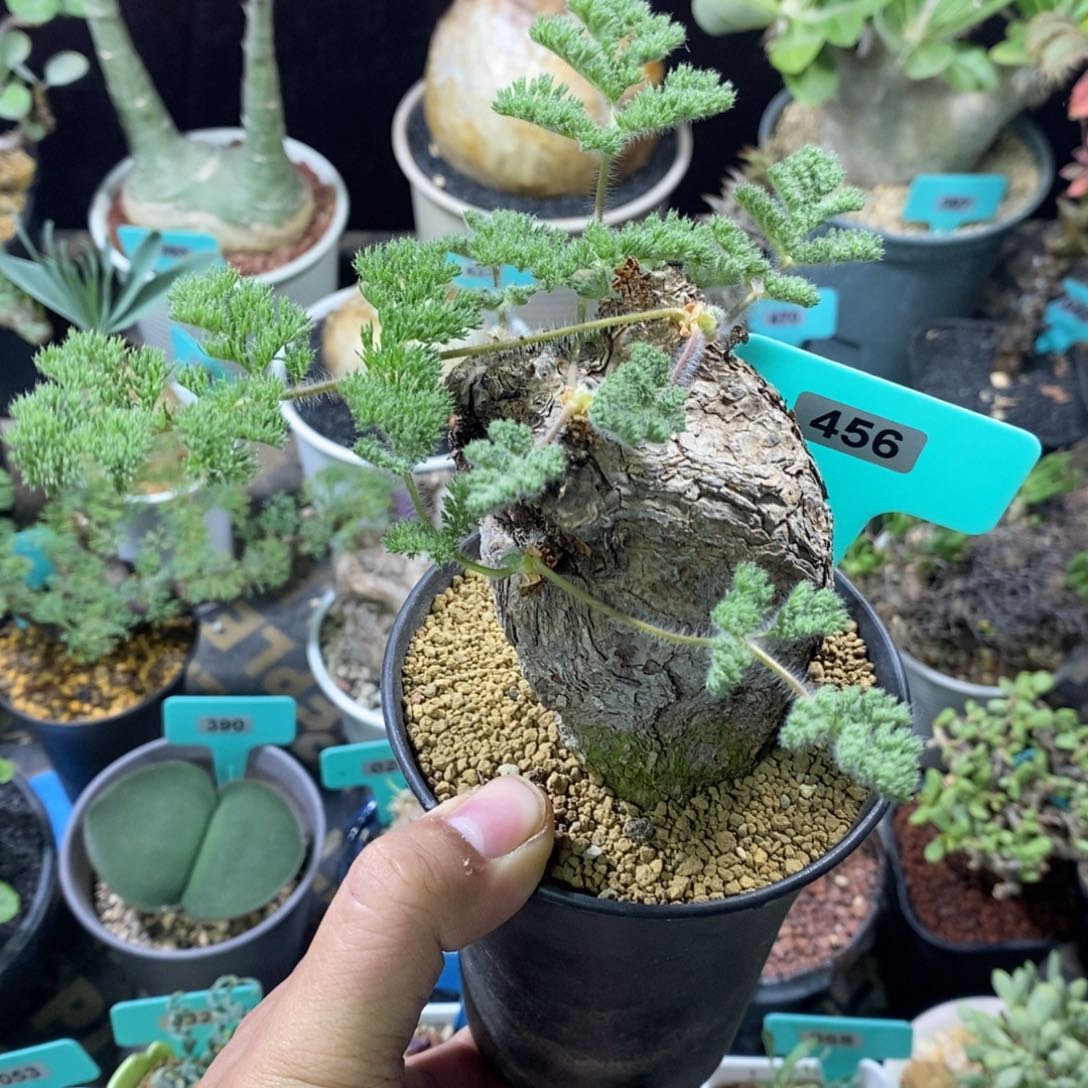 枯木杨奎多肉植物