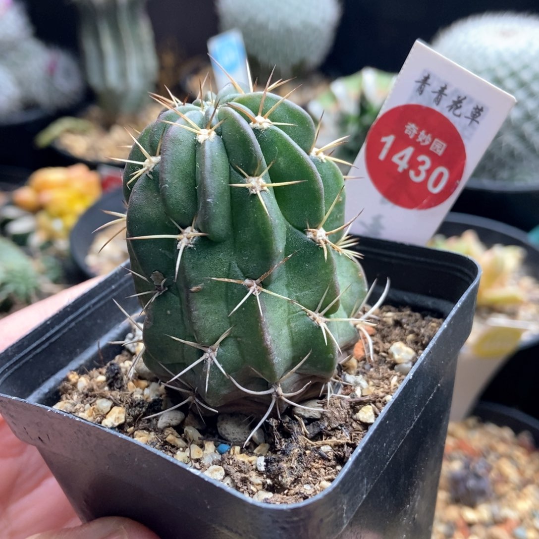 实生狂风丸一颗仙人球