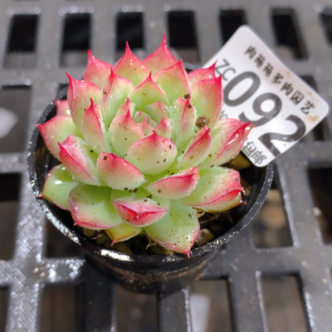 肉萌萌拇指盆精控多肉ZC092