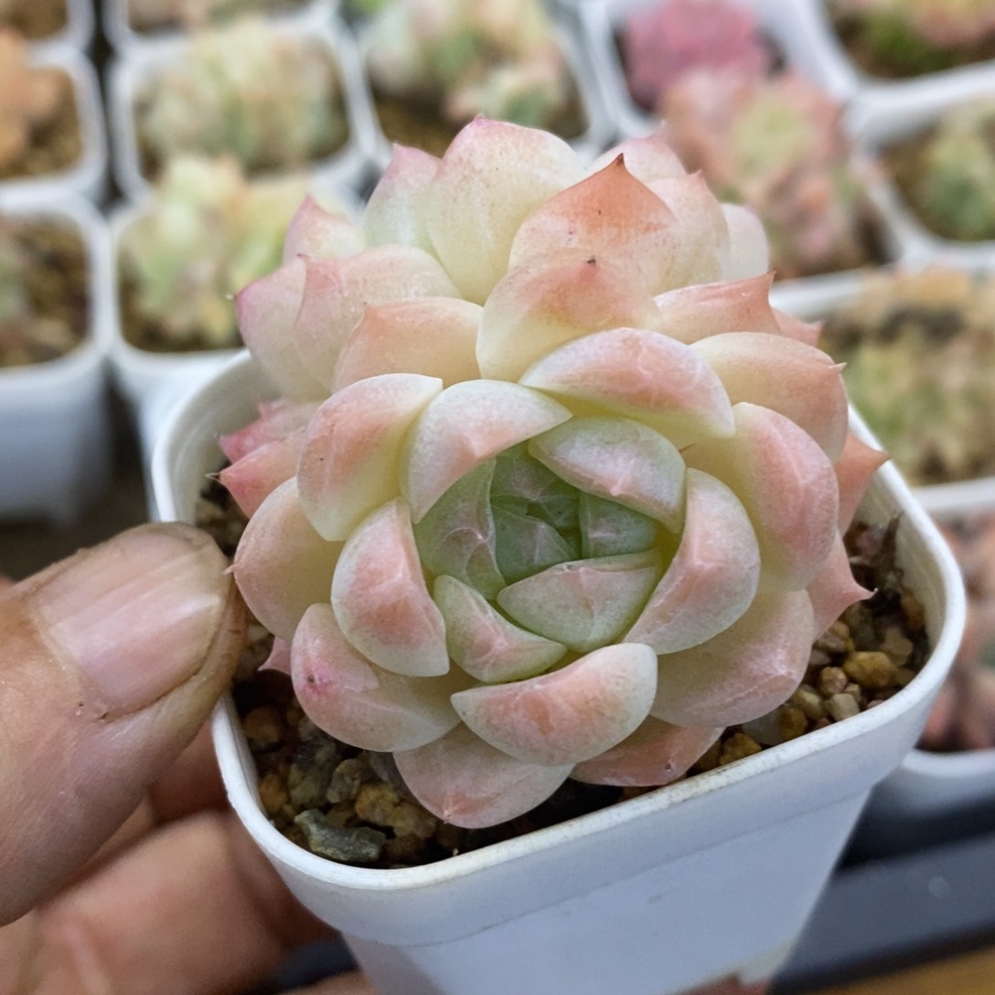 精品多肉一物一拍不包整164