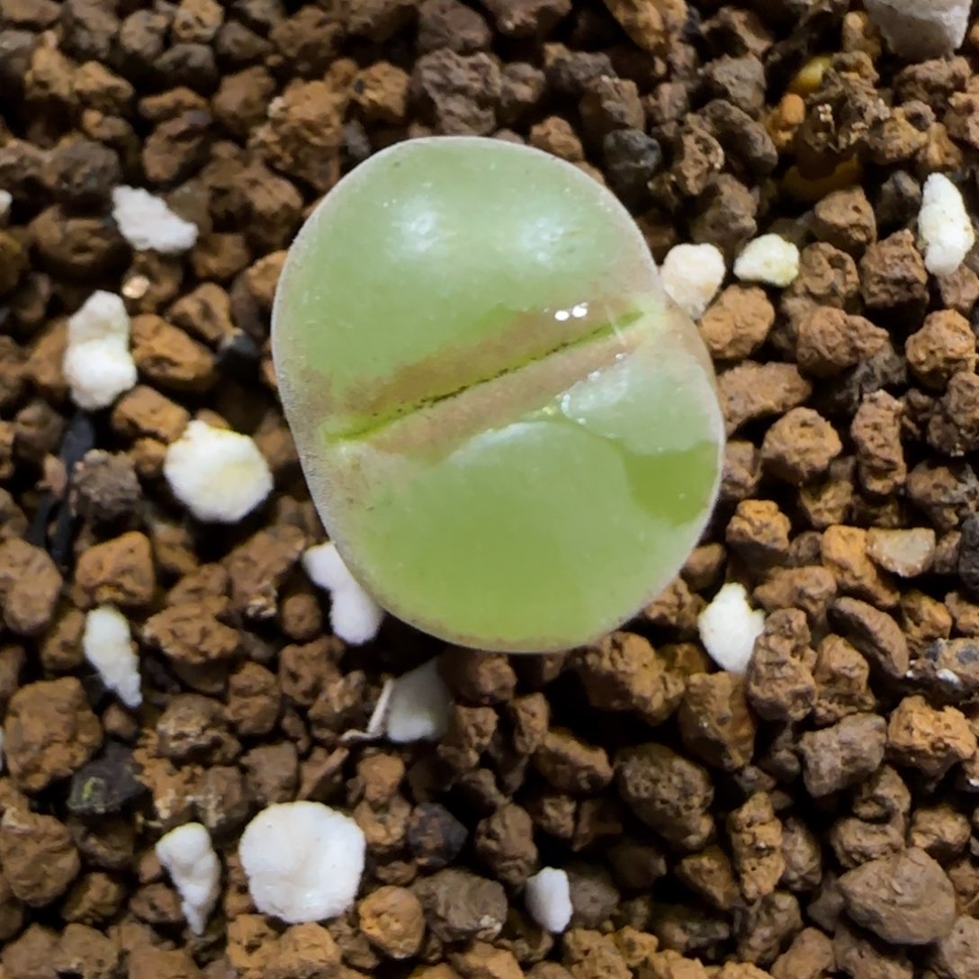 12.2。脱土发。粉女。  2010