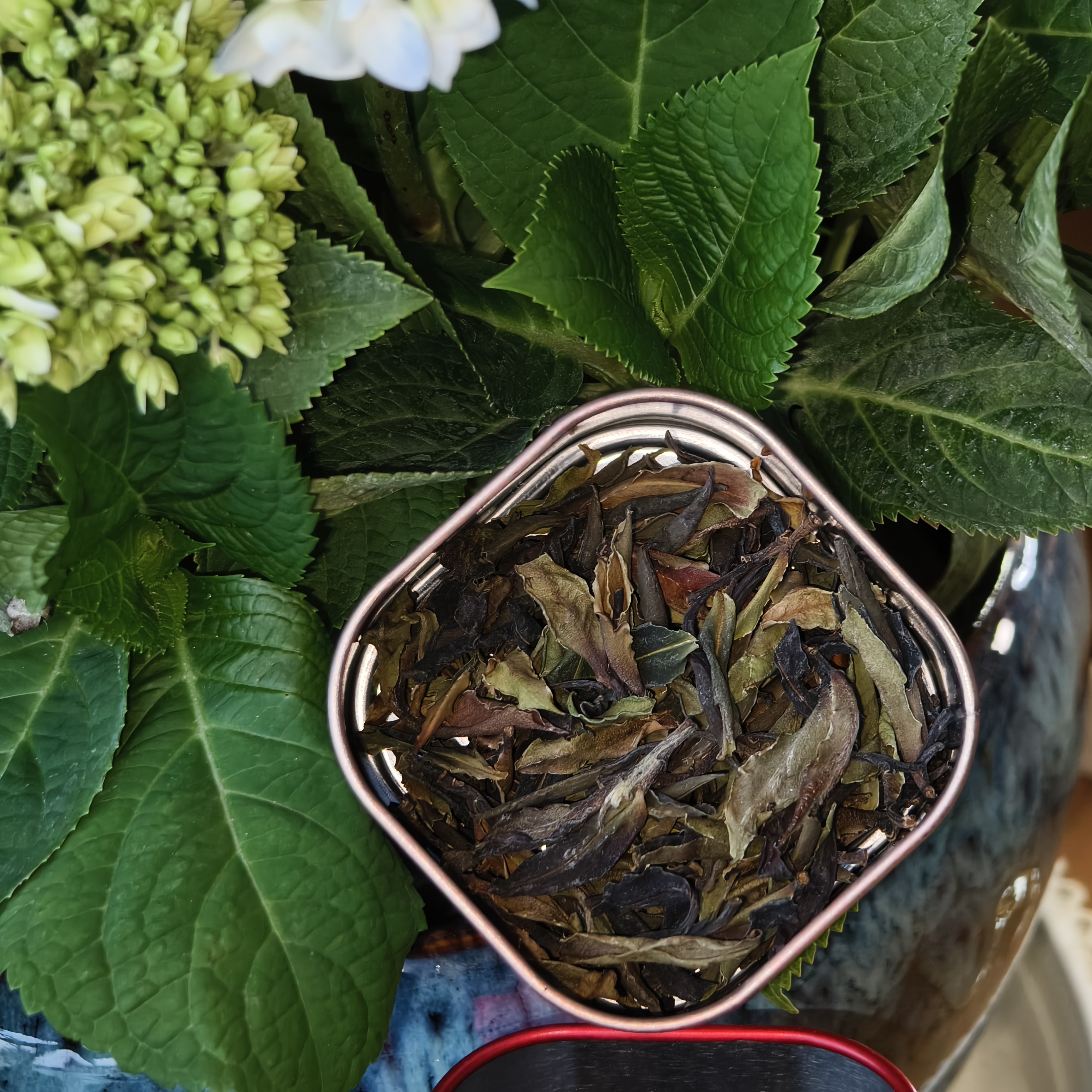 【爱上莲心】入仙境野生白茶（茶罐储存）