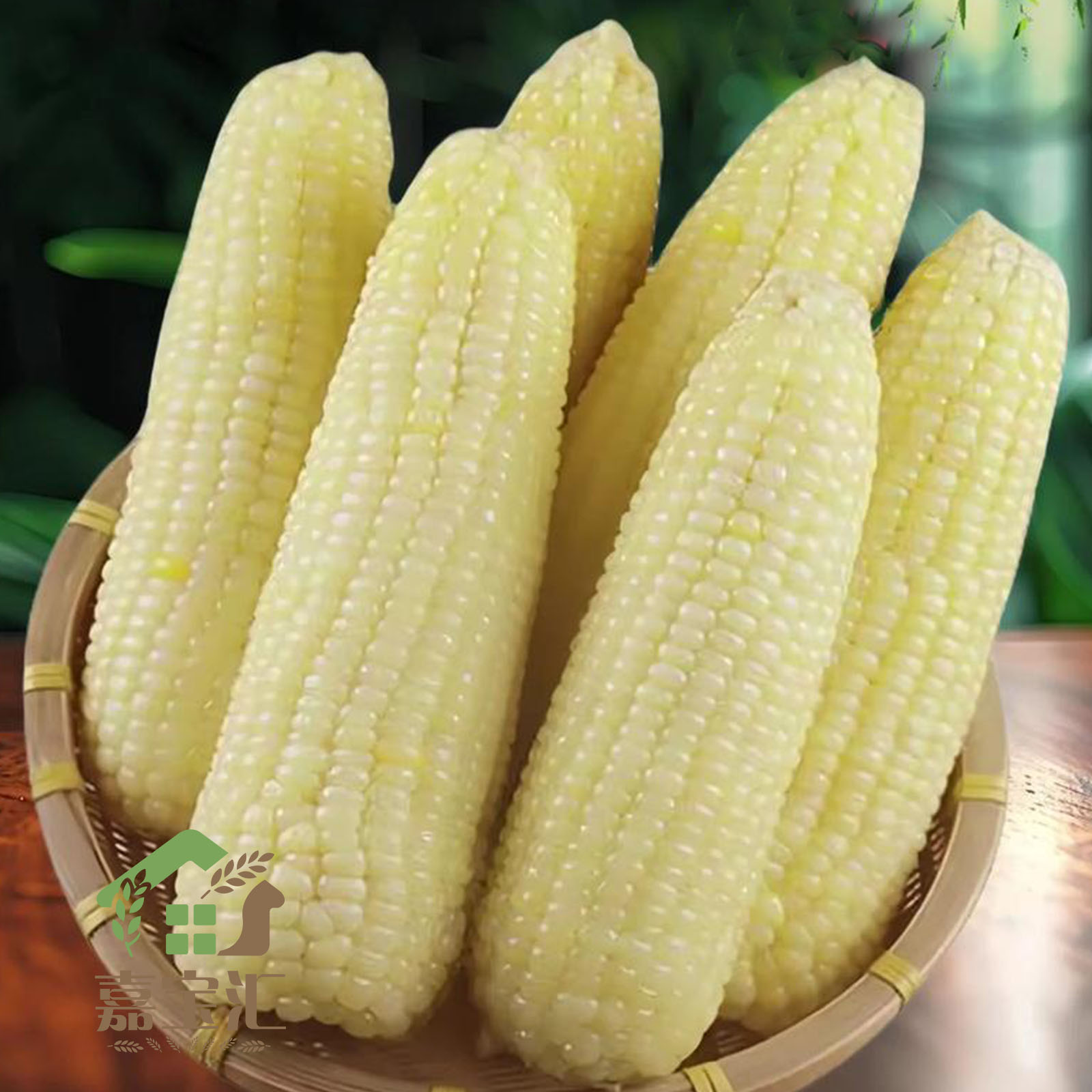 河套头茬白糯玉米香甜软糯营养代餐真空装