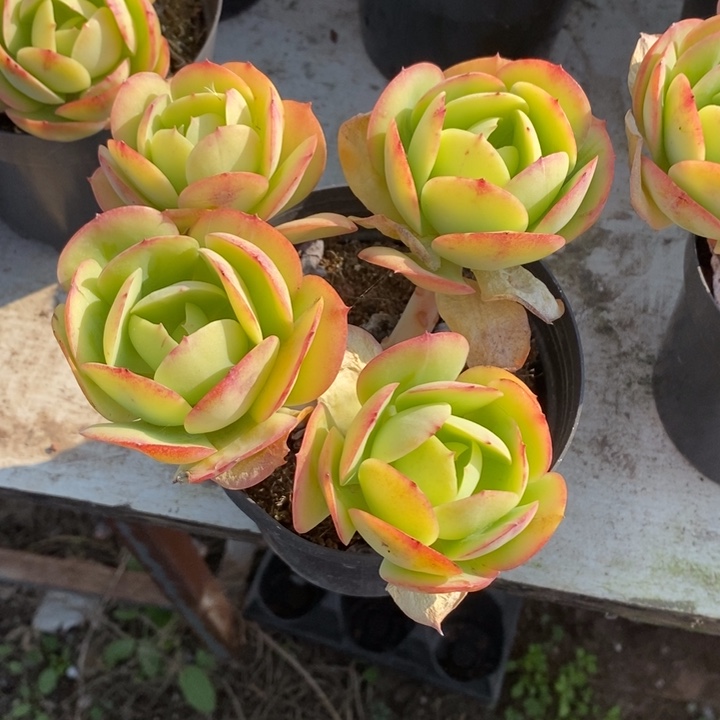 啦咯啦咯啦咯啦咯