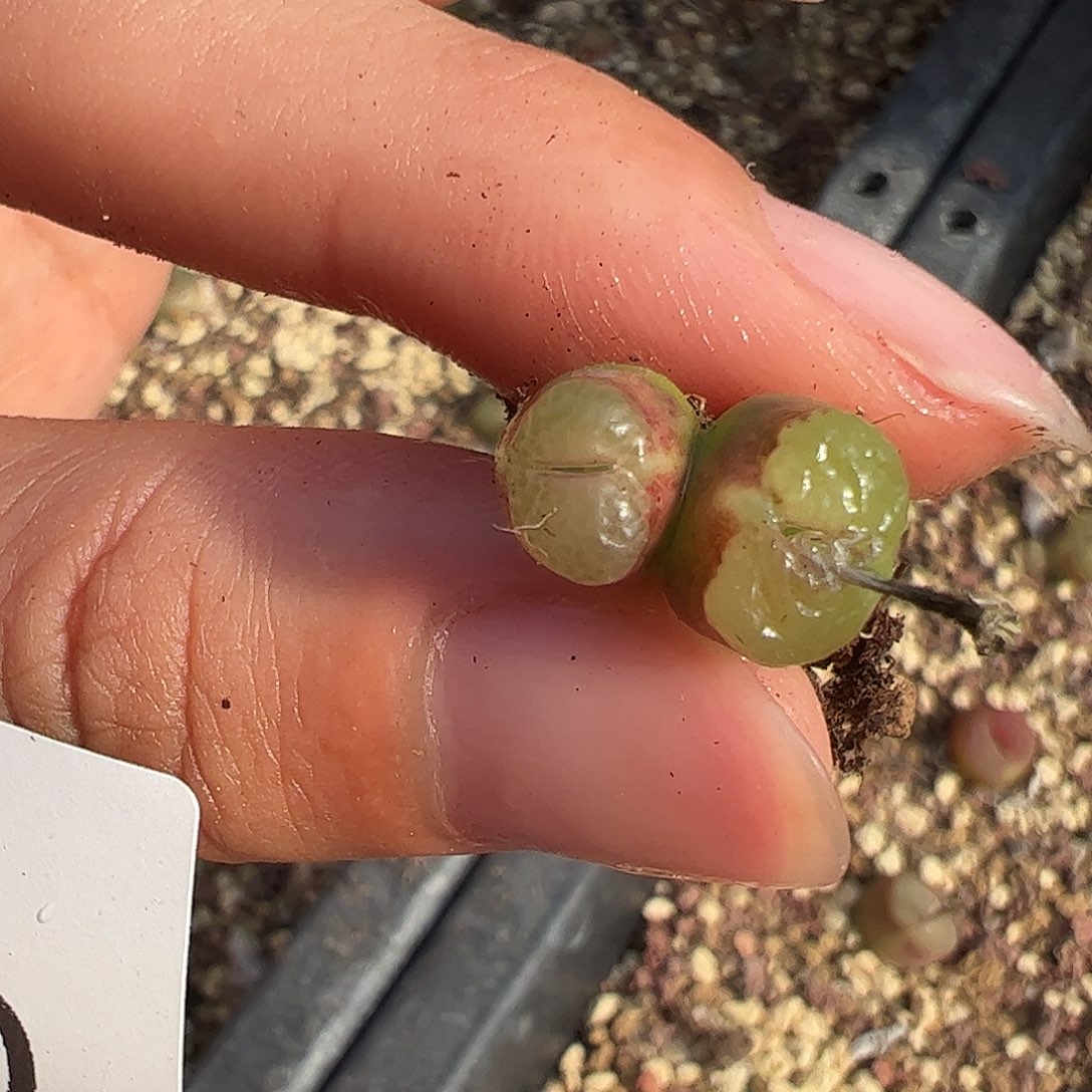 一物一拍。        750