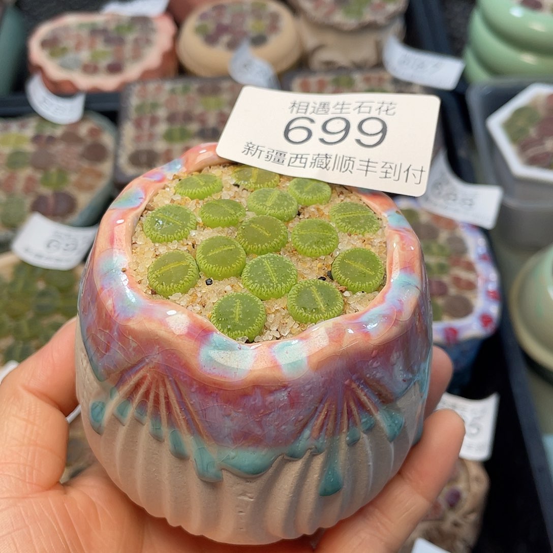 相遇开播福利699