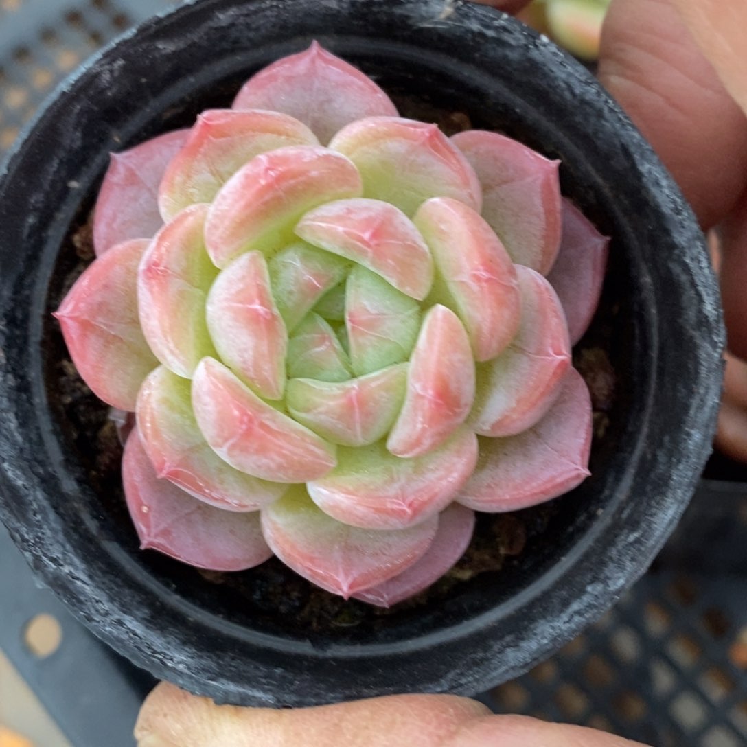 精品多肉一物一拍不包整4