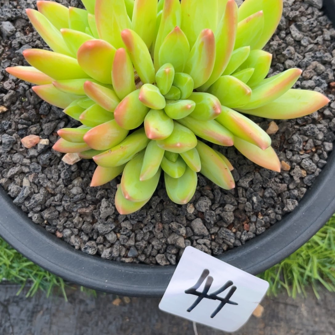 小***包10.24-44海洋之歌老桩