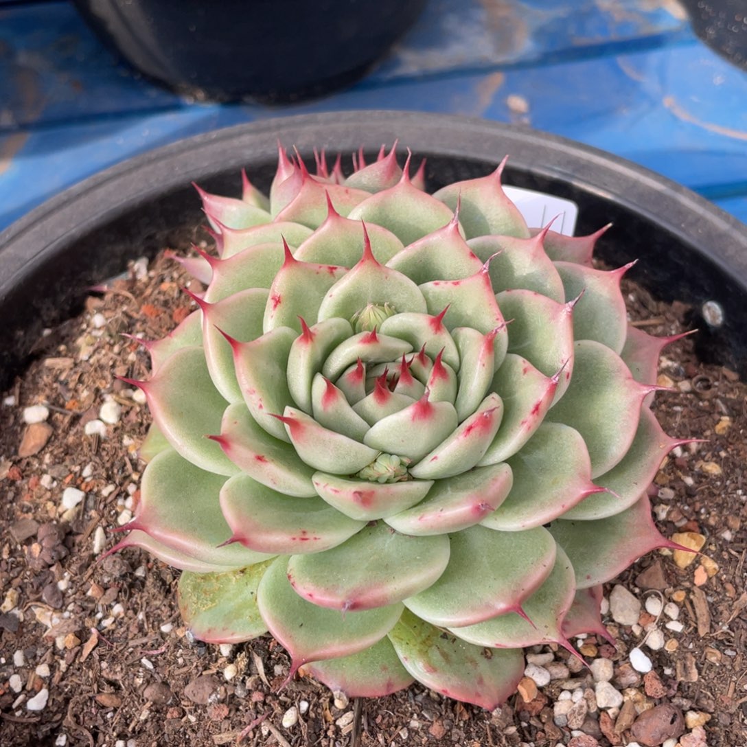 无花朵若如东云单拍E231