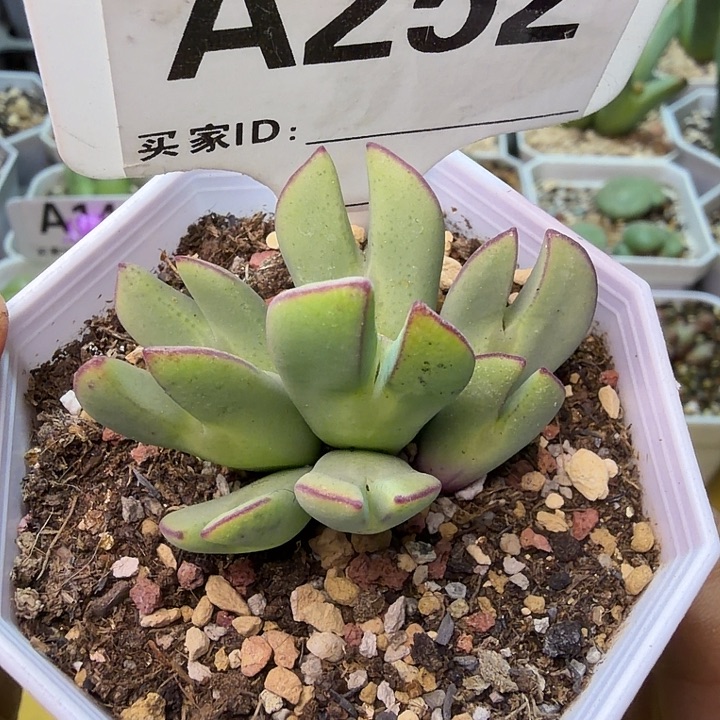 252。满38包邮肉锥