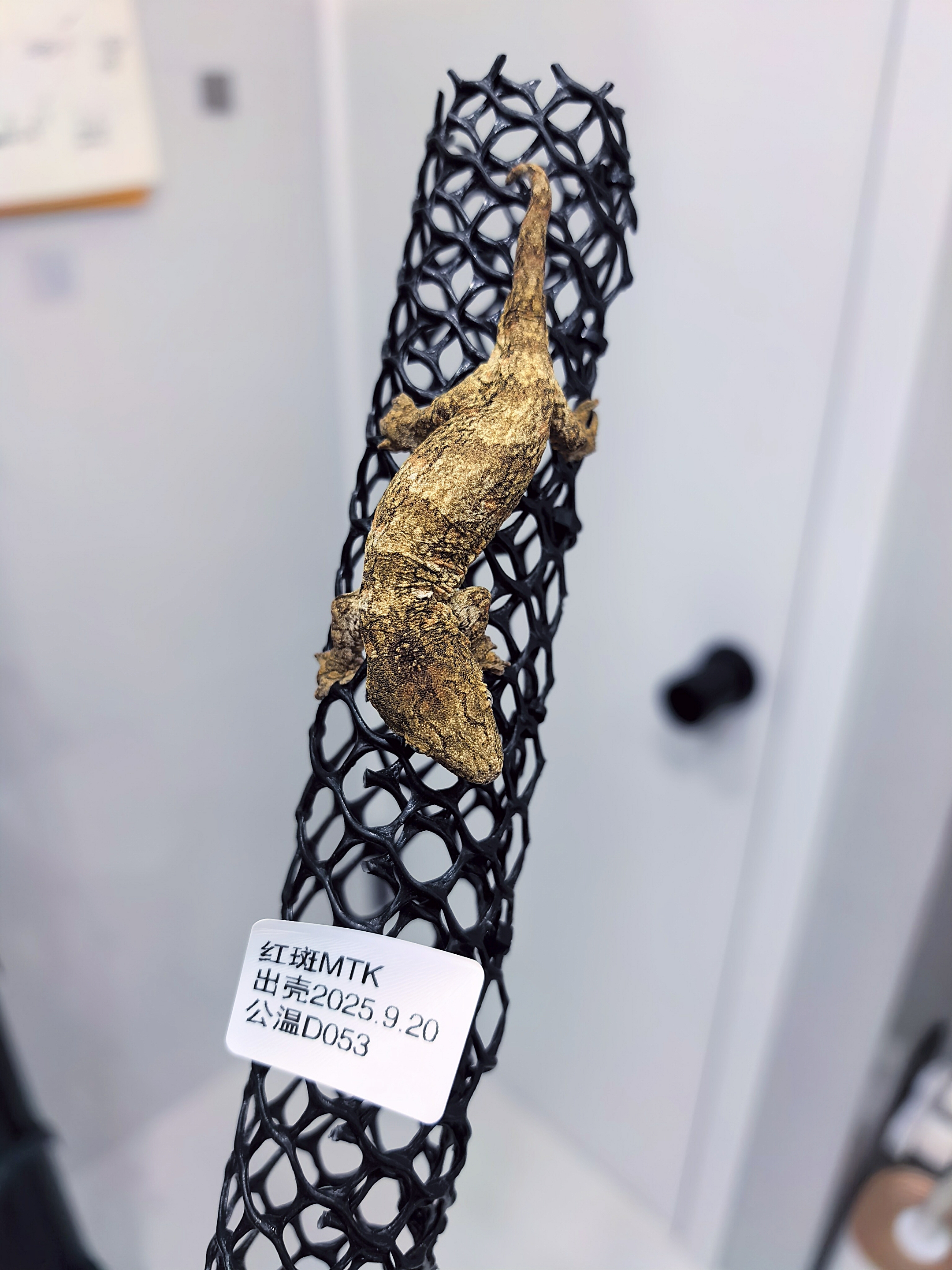 D053巨人守宫隐黑红斑MTK公温主支岛红粉紫白斑黄黑绿皮亚成小苗