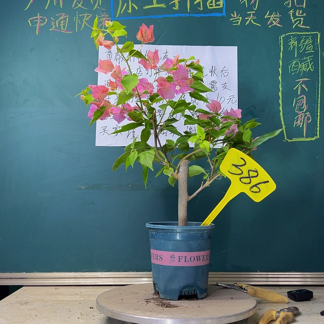 当前无花栽培后可以开花粗杆 橙粉公主 386