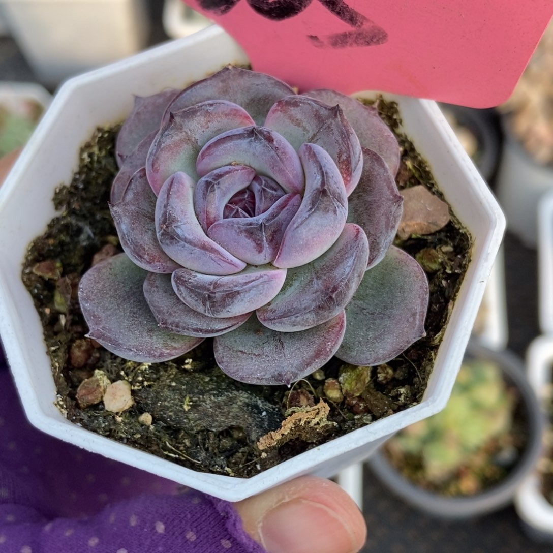 605黑橙多肉植物多肉