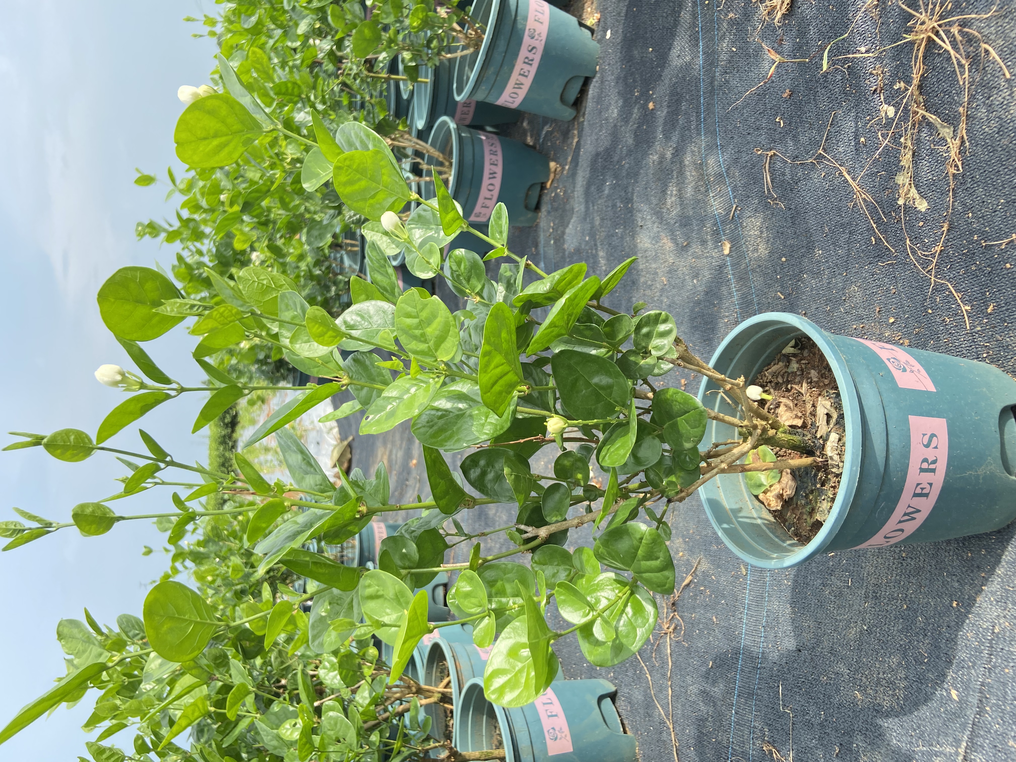 台单茉莉浓香茉莉花盆栽可室内外种植好养活花卉