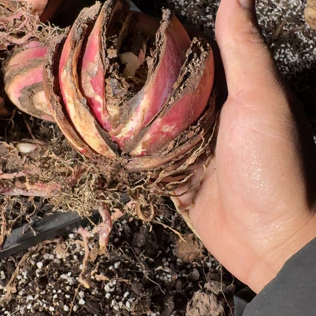 哩***哩寄养的巨波叶血莲残破球