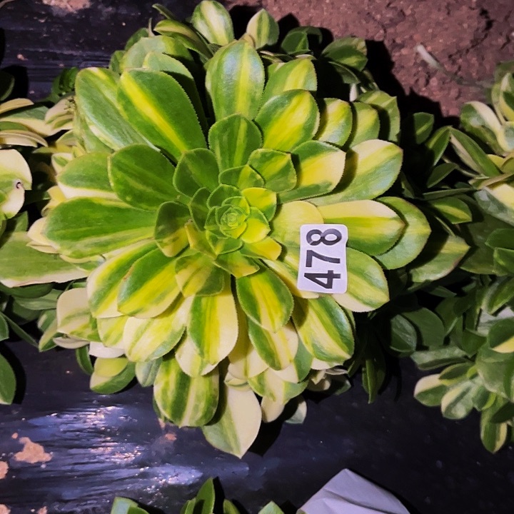 478五彩琉璃多肉植物