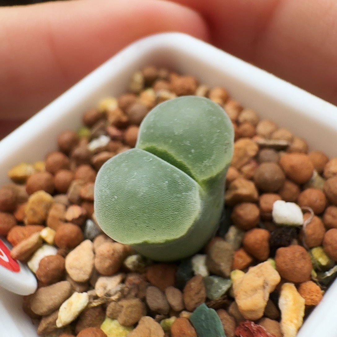 多肉植物福利风铃捡漏82