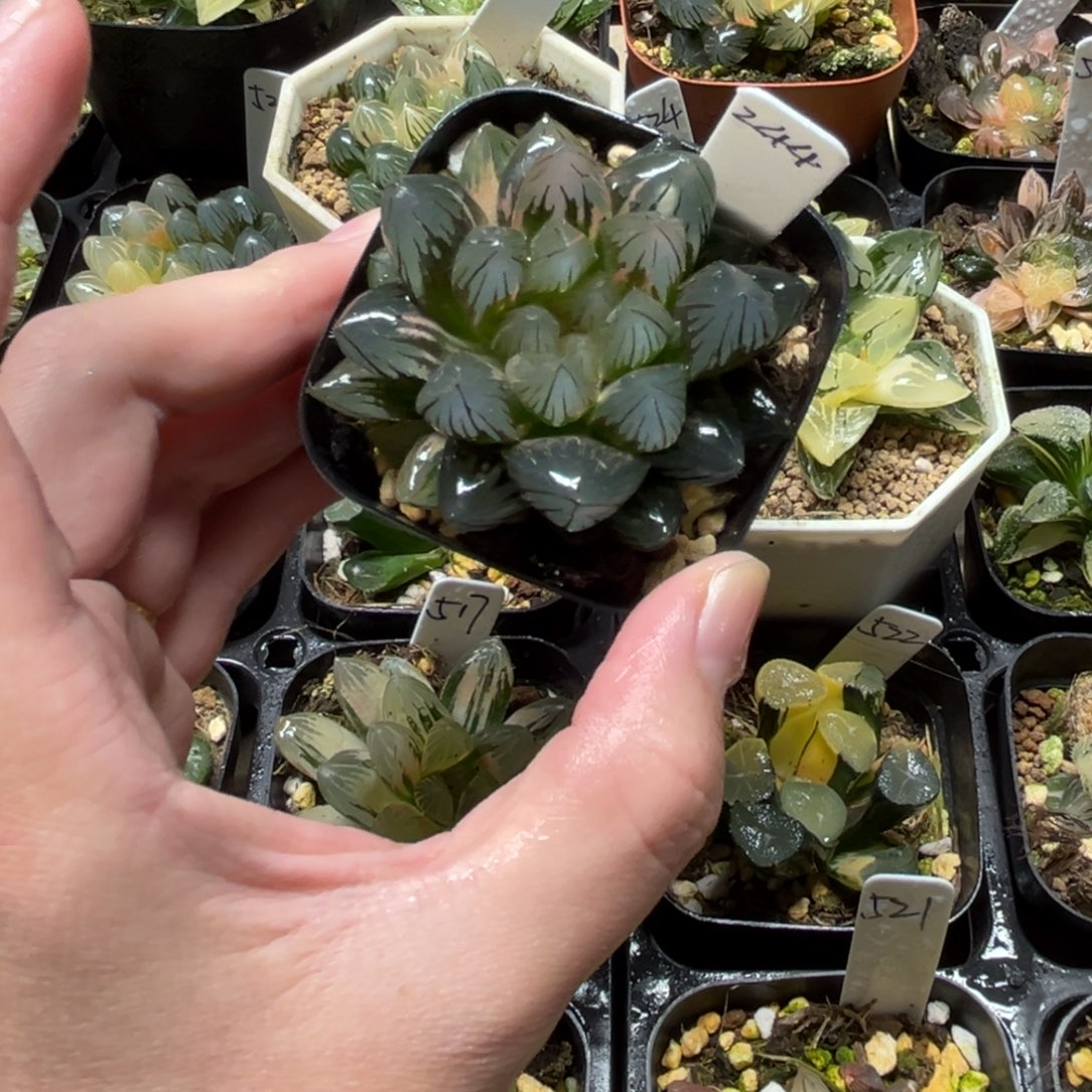 244龙爪玉露锦一物一拍