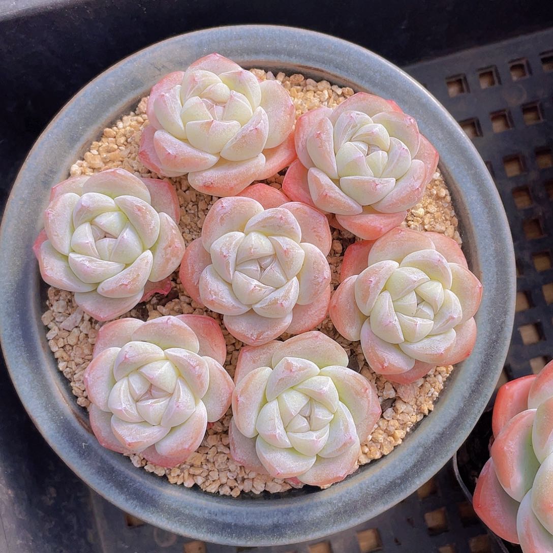 量拍100号 樱花钻石冰玉单头7个