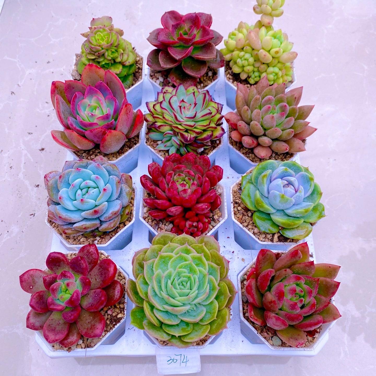 多肉植物  指定12颗 送 盆土 托架（6厘米左右）