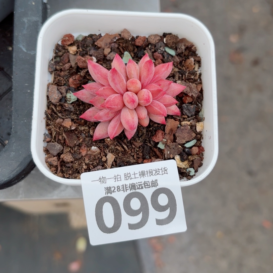 金鱼姬多肉多肉多肉