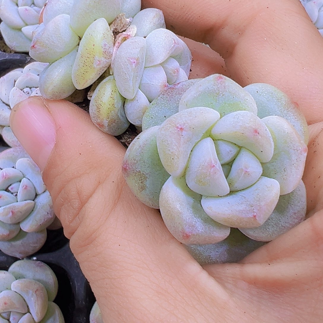 新冰玉苗5颗19包邮