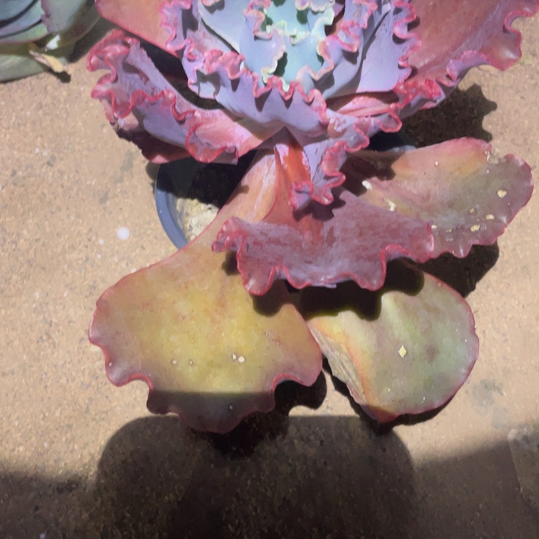 罗***香2 3号包菜系列多肉植物赠品1棵
