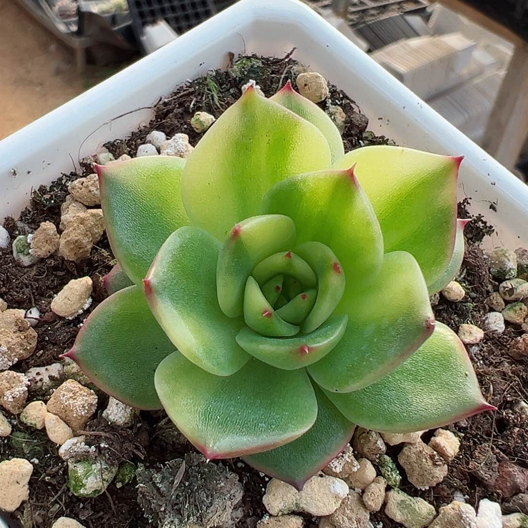 月亮石锦，花脸拉丝锦