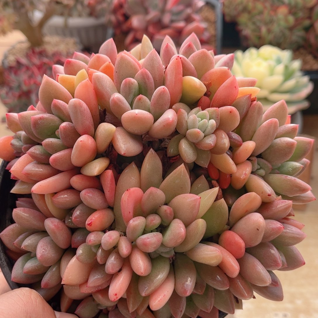 466贵妃美人德华多肉