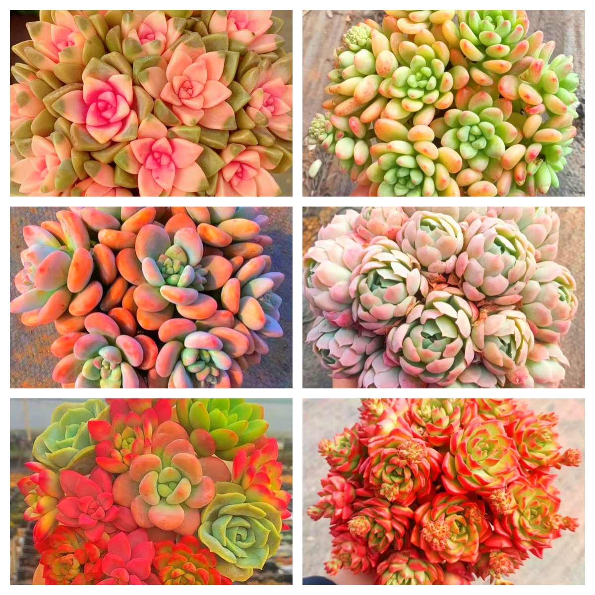 MS 多肉一大箱，6大盆.带盆带土 好看好养.耐热耐寒