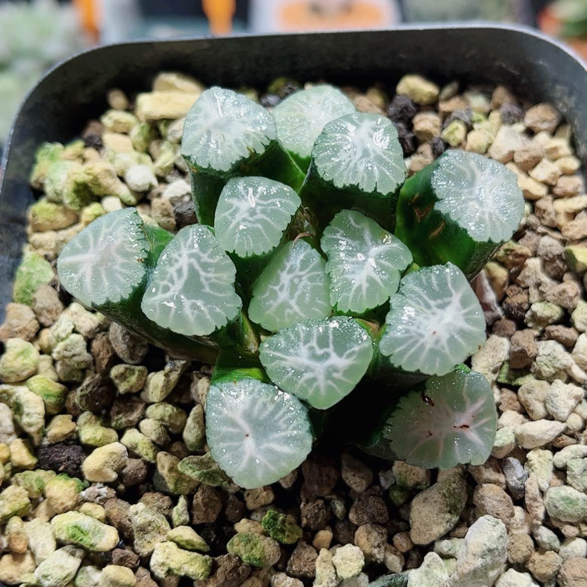 【闪购商品】火烧云