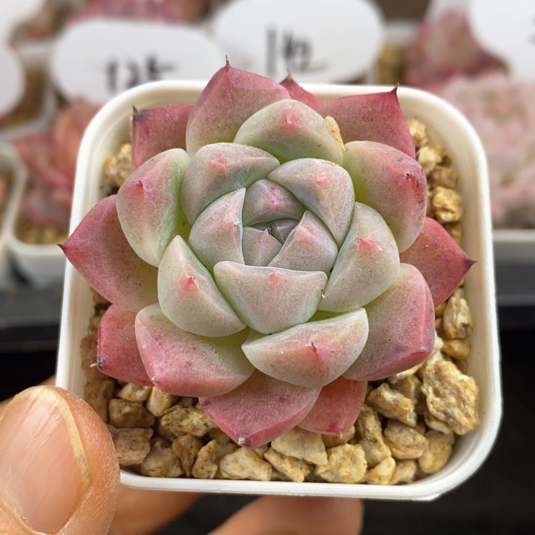 精品多肉一物一拍109